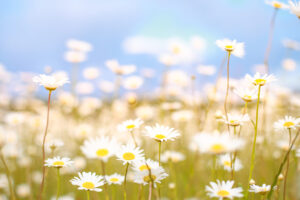 Camomile field over sky background.
