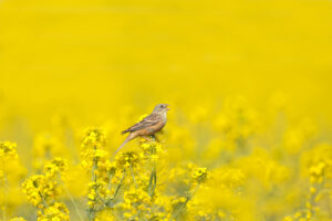A male ortolan bunting (Emberiza hortulana) is photographed in blooming rapeseed against a beautiful blurry bright yellow background and blue sky.